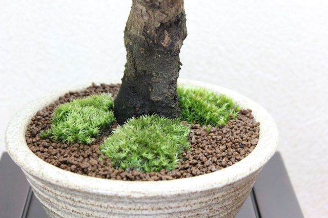 梅,苔,苔玉,ミニ盆栽,盆栽通販,