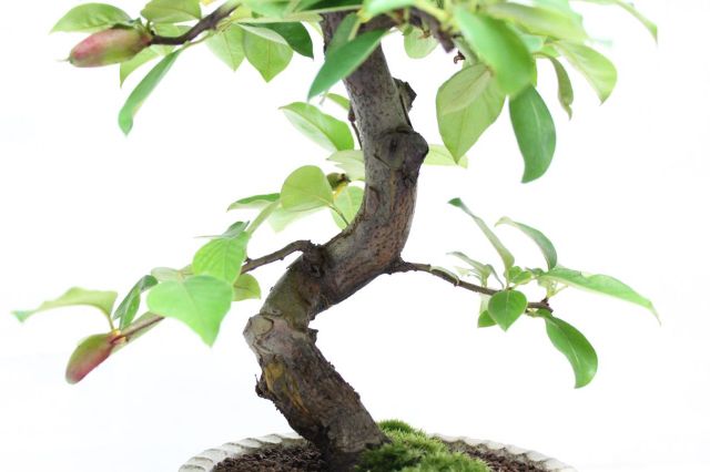 唐カリン,苔,苔玉,ミニ盆栽,盆栽通販,
