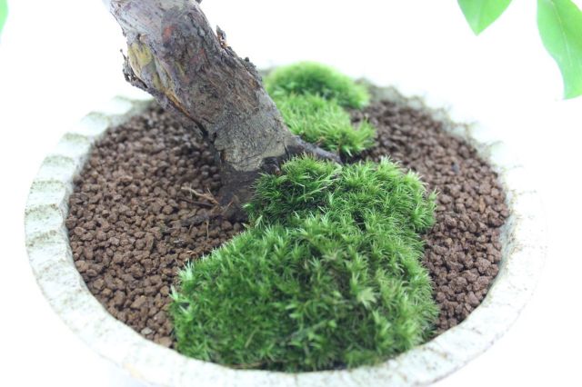 唐カリン,苔,苔玉,ミニ盆栽,盆栽通販,