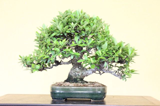 ピラカンサ,苔,苔玉,ミニ盆栽,盆栽通販,