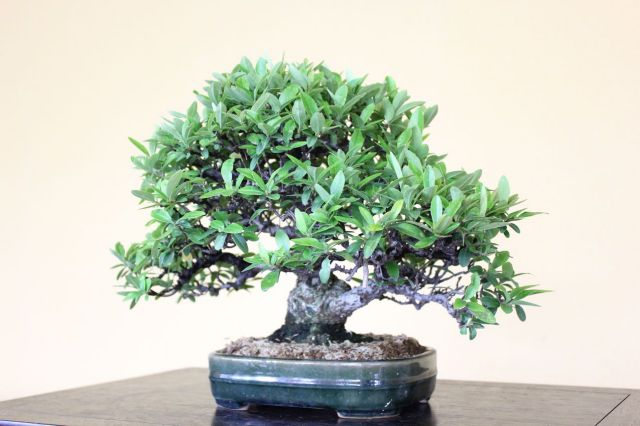 ピラカンサ,苔,苔玉,ミニ盆栽,盆栽通販,