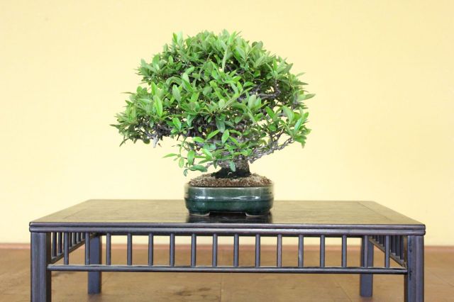 ピラカンサ,苔,苔玉,ミニ盆栽,盆栽通販,