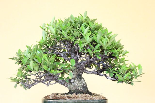 ピラカンサ,苔,苔玉,ミニ盆栽,盆栽通販,