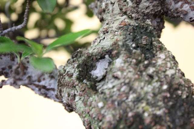 ピラカンサ,苔,苔玉,ミニ盆栽,盆栽通販,