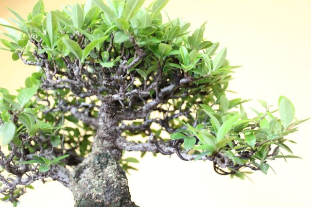 ピラカンサ,苔,苔玉,ミニ盆栽,盆栽通販,