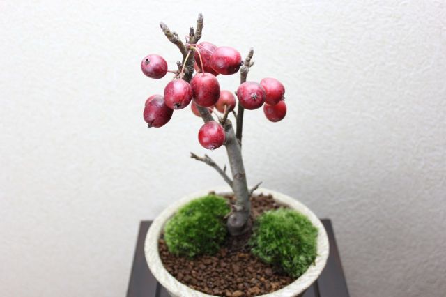 姫リンゴ,苔,苔玉,ミニ盆栽,盆栽通販,