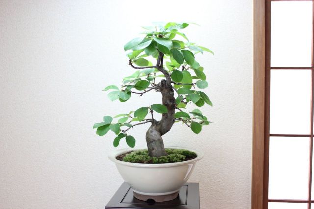 唐カリン,苔,苔玉,ミニ盆栽,盆栽通販,