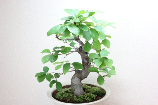 花梨（カリン） カリン(花梨） 4～5号ポット の通販 | 園芸ネット