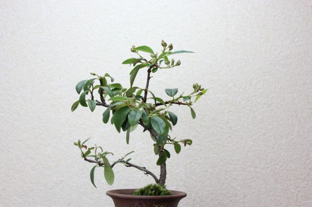 コトネアスター,苔,苔玉,ミニ盆栽,盆栽通販,