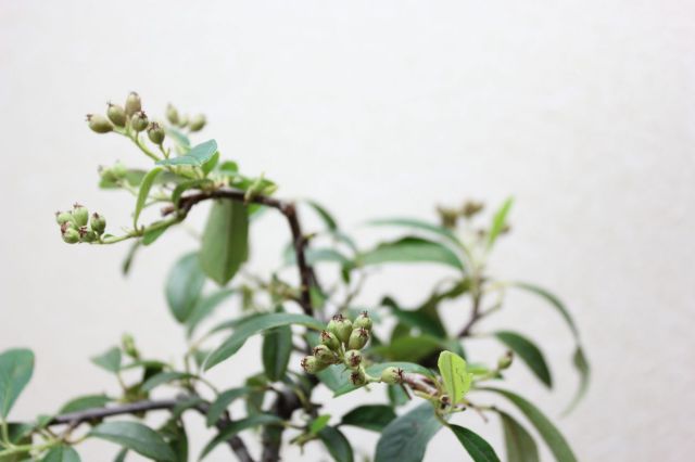 コトネアスター,苔,苔玉,ミニ盆栽,盆栽通販,