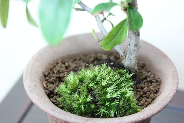 コトネアスター,苔,苔玉,ミニ盆栽,盆栽通販,
