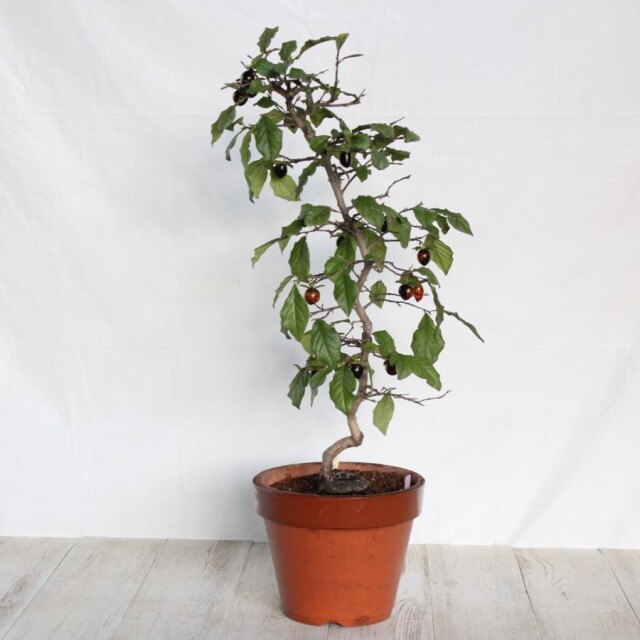 盆栽 ローヤ柿/黒松。。。 盆栽 ローヤ柿/黒松。。。 ロウヤガキ（老爺