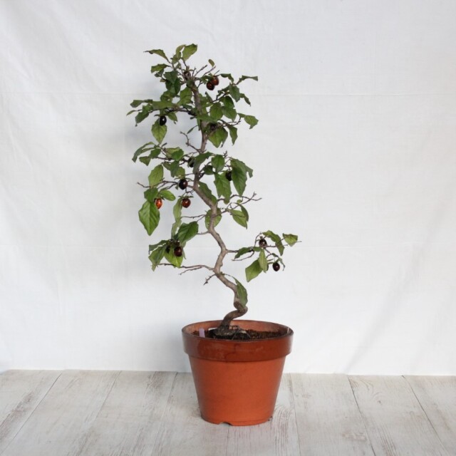 盆栽　ローヤ柿/黒松。。。 盆栽：特選ろうや柿 現品*ロウヤ柿 Rouyagaaki bonsai中品盆栽 ローヤ柿