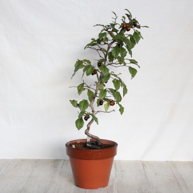 送料無料】 ローヤ柿（老爺柿）妙義黒 盆栽 希少！ 【現品】