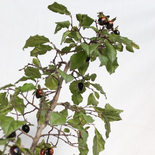 盆栽　ローヤ柿/黒松。。。 送料無料】 ローヤ柿（老爺柿）黒鳳 盆栽 希少！ 【現品】