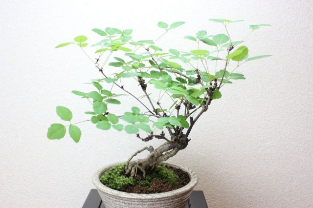 アケビ,苔,苔玉,ミニ盆栽,盆栽通販,