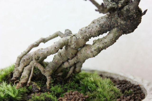 アケビ,苔,苔玉,ミニ盆栽,盆栽通販,