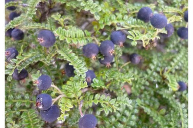 イソザンショウ,苔,苔玉,ミニ盆栽,盆栽通販,