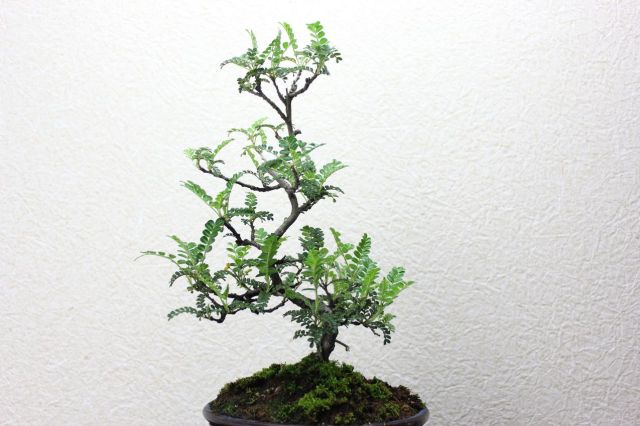 イソザンショウ,苔,苔玉,ミニ盆栽,盆栽通販,