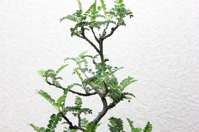 イソザンショウ,苔,苔玉,ミニ盆栽,盆栽通販,