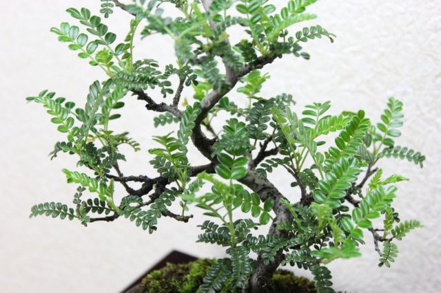 イソザンショウ,苔,苔玉,ミニ盆栽,盆栽通販,