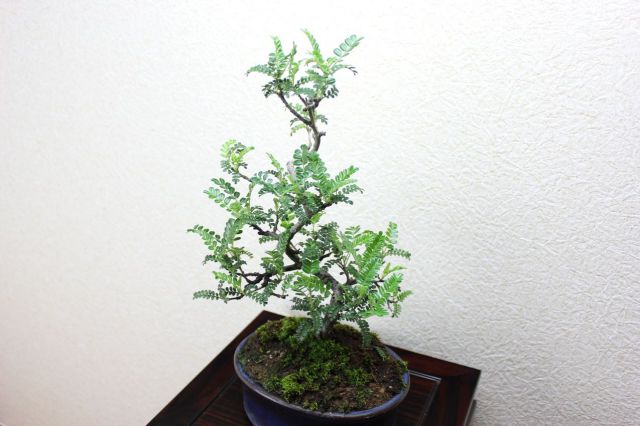 イソザンショウ,苔,苔玉,ミニ盆栽,盆栽通販,