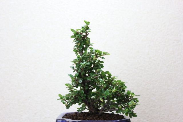 ベニシタン,苔,苔玉,ミニ盆栽,盆栽通販,
