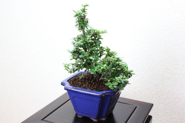 ベニシタン,苔,苔玉,ミニ盆栽,盆栽通販,