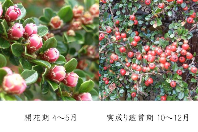 ベニシタン,苔,苔玉,ミニ盆栽,盆栽通販,