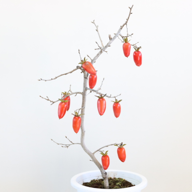 送料無料】武州天狗 ローヤ柿（老爺柿） 盆栽 希少！ 【現品】