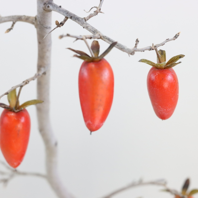 送料無料】武州天狗 ローヤ柿（老爺柿） 盆栽 希少！ 【現品】