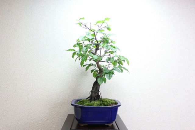 ローヤ柿,苔,苔玉,ミニ盆栽,盆栽通販,