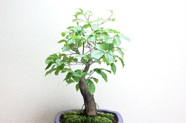 ローヤ柿,苔,苔玉,ミニ盆栽,盆栽通販,