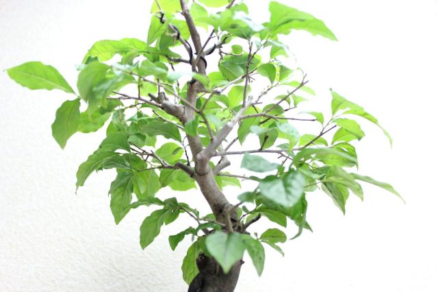 ローヤ柿,苔,苔玉,ミニ盆栽,盆栽通販,