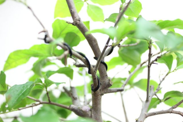 ローヤ柿,苔,苔玉,ミニ盆栽,盆栽通販,