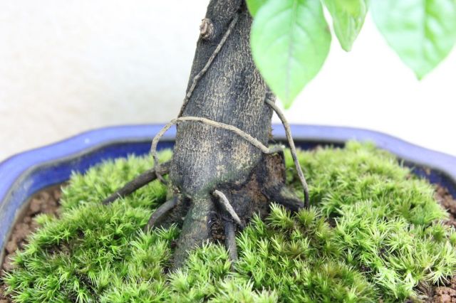 ローヤ柿,苔,苔玉,ミニ盆栽,盆栽通販,