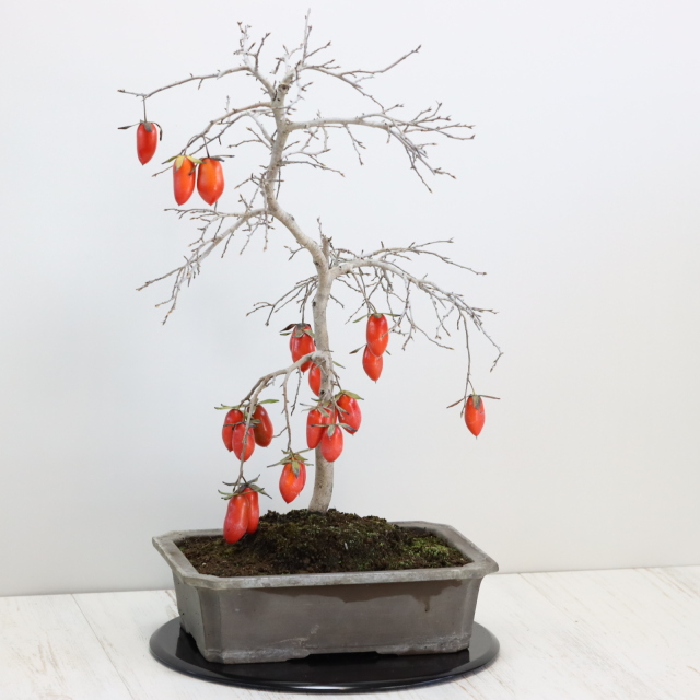 送料無料】武州天狗 ローヤ柿（老爺柿） 盆栽 希少！ 【現品】