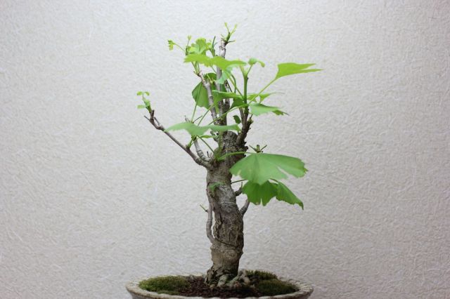 遊恵盆栽：銀杏(イチョウ)*現品 一点物 いちょう Icho bonsai
