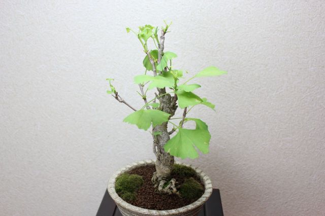 小品盆栽　イチョウ d5ff77e7d9aa2a3c85d7b9b9ccea8a