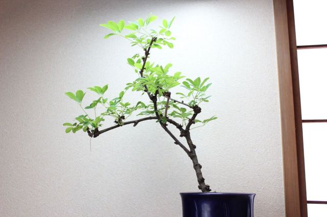 p*︎様 存在感ある盆栽〈五枚葉あけび〉 アケビ 盆栽」の人気商品一覧 | 安い商品を通販サイトから探す