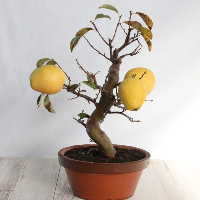 三河盆栽　姫レモン　盆栽 三河盆栽 姫レモン 盆栽 楽天市場】レモン盆栽の通販