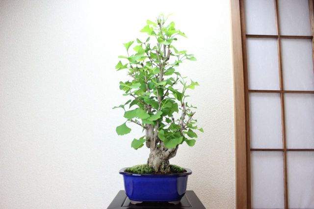 イチョウ盆栽 銀杏