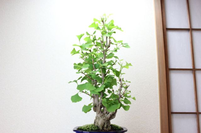 イチョウ盆栽 銀杏