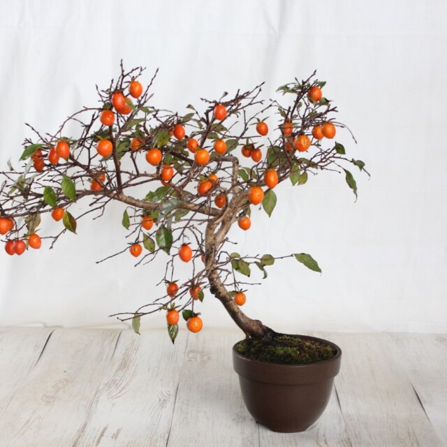 送料無料】 ローヤ柿（老爺柿）黄実 盆栽 希少！ 【現品】