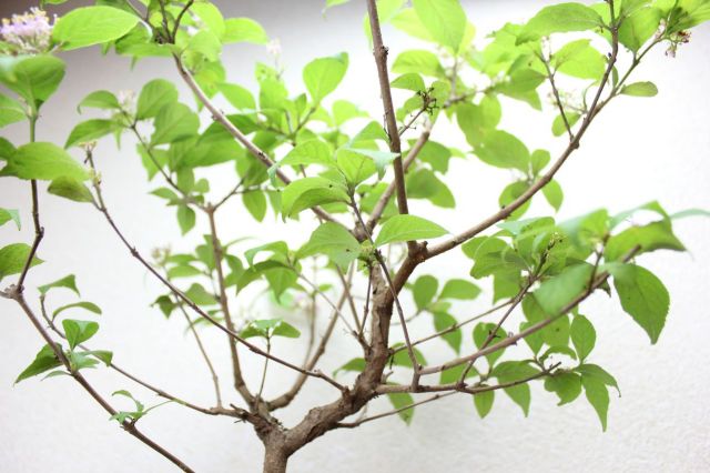 紫式部 ムラサキシキブ 盆栽