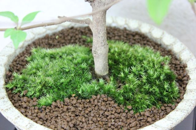 紫式部,苔,苔玉,ミニ盆栽,盆栽通販,