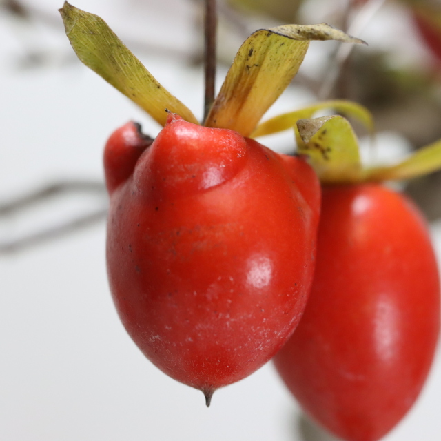 送料無料】国宝 こぶ付きローヤ柿（老爺柿） 盆栽 希少！ 【現品】