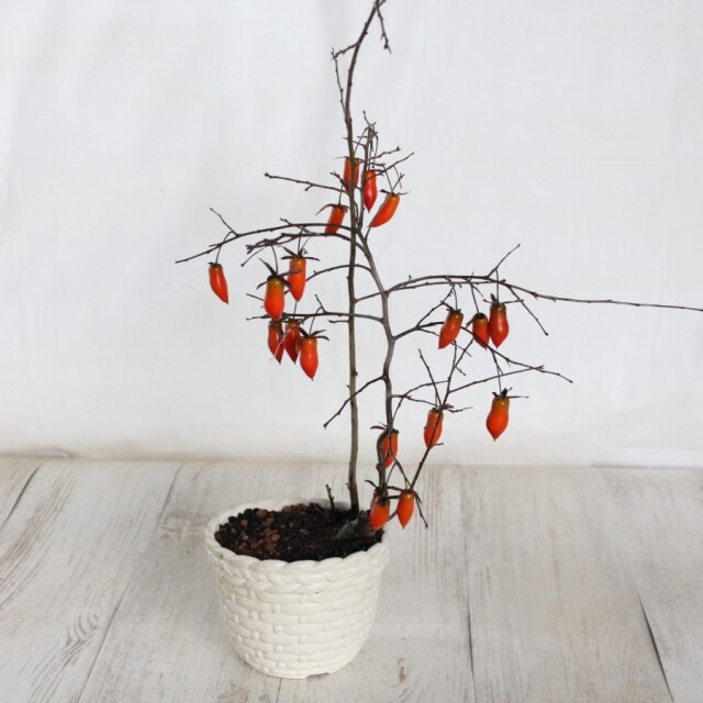 岐阜県高山発☆ローヤ柿 老爺柿 柿 盆栽 bonsai 岐阜県高山発☆ローヤ柿 老爺柿 柿 盆栽 bonsai 岐阜県高山発