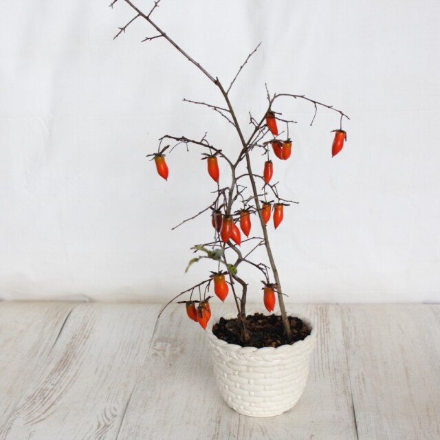 送料無料】 ローヤ柿（老爺柿）夢の雫 盆栽 希少！ 【現品】