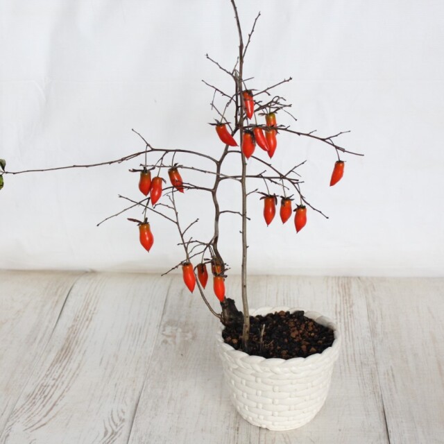 送料無料】 ローヤ柿（老爺柿）夢の雫 盆栽 希少！ 【現品】